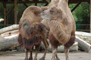 dtomedare-im-zoo