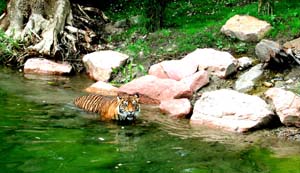 ffm-zoo-tiger-baden-8-7-01
